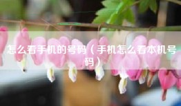 怎么看手机的号码（手机怎么看本机号码）