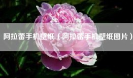 阿拉蕾手机壁纸（阿拉蕾手机壁纸图片）