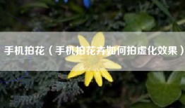 手机拍花（手机拍花卉如何拍虚化效果）