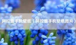 阿拉蕾手机壁纸（阿拉蕾手机壁纸图片）