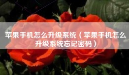 苹果手机怎么升级系统（苹果手机怎么升级系统忘记密码）