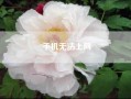 手机无法上网