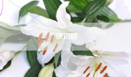 擦边图