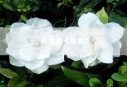 电视剧《燃罪》