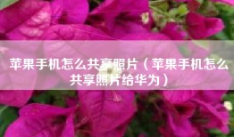 苹果手机怎么共享照片（苹果手机怎么共享照片给华为）