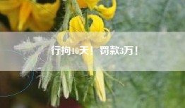 行拘10天！罚款3万！