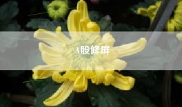 A股修屏