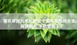 薰衣草图片手机壁纸（薰衣草图片大全高清图片 手机壁纸）