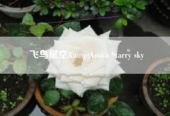 飞鸟星空&Asuka Starry sky