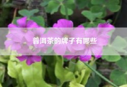 普洱茶的牌子有哪些