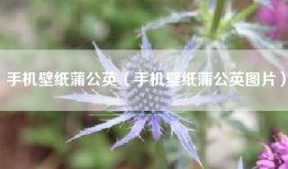 手机壁纸蒲公英（手机壁纸蒲公英图片）
