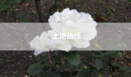 土地热线