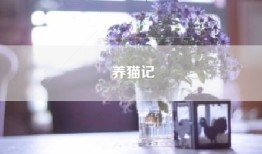养猫记
