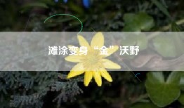 滩涂变身“金”沃野