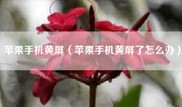 苹果手机黄屏（苹果手机黄屏了怎么办）