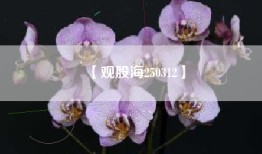 【观股海250312】