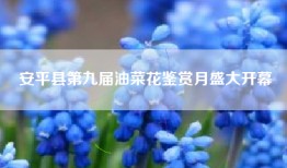 安平县第九届油菜花鉴赏月盛大开幕