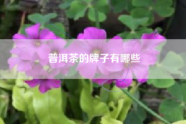 普洱茶的牌子有哪些