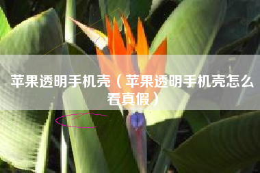 苹果透明手机壳（苹果透明手机壳怎么看真假）