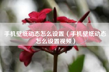手机壁纸动态怎么设置（手机壁纸动态怎么设置视频）