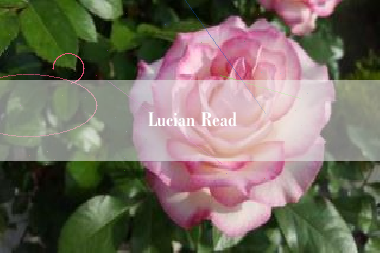 Lucian Read