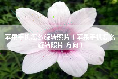 苹果手机怎么旋转照片（苹果手机怎么旋转照片 方向）