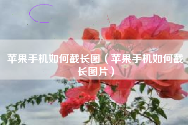 苹果手机如何截长图（苹果手机如何截长图片）