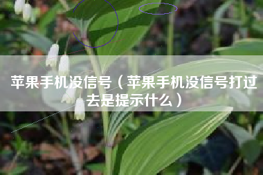 苹果手机没信号（苹果手机没信号打过去是提示什么）