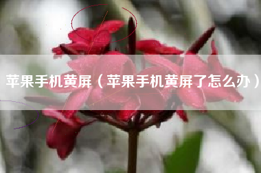 苹果手机黄屏（苹果手机黄屏了怎么办）
