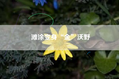 滩涂变身“金”沃野