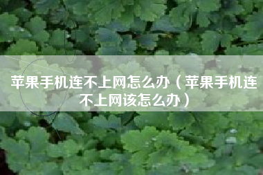 苹果手机连不上网怎么办（苹果手机连不上网该怎么办）
