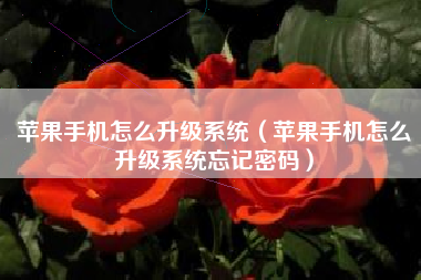 苹果手机怎么升级系统（苹果手机怎么升级系统忘记密码）