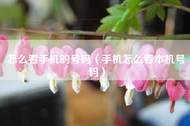 怎么看手机的号码（手机怎么看本机号码）
