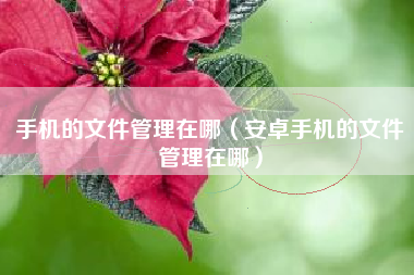 手机的文件管理在哪（安卓手机的文件管理在哪）