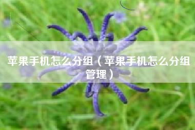 苹果手机怎么分组（苹果手机怎么分组管理）