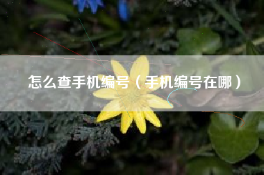 怎么查手机编号（手机编号在哪）