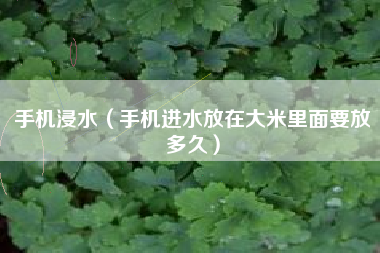 手机浸水（手机进水放在大米里面要放多久）