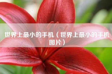 世界上最小的手机（世界上最小的手机图片）