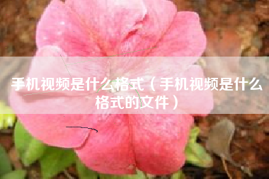 手机视频是什么格式（手机视频是什么格式的文件）