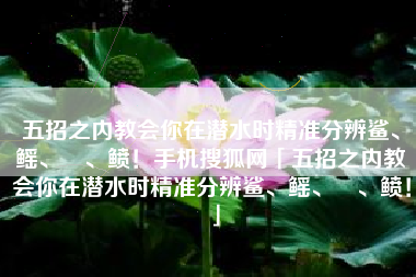 五招之内教会你在潜水时精准分辨鲨、鳐、魟、鲼！手机搜狐网「五招之内教会你在潜水时精准分辨鲨、鳐、魟、鲼！」