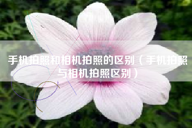 手机拍照和相机拍照的区别（手机拍照与相机拍照区别）