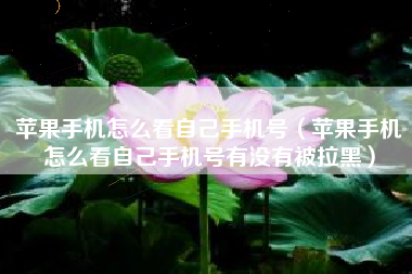 苹果手机怎么看自己手机号（苹果手机怎么看自己手机号有没有被拉黑）