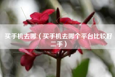 买手机去哪（买手机去哪个平台比较好二手）