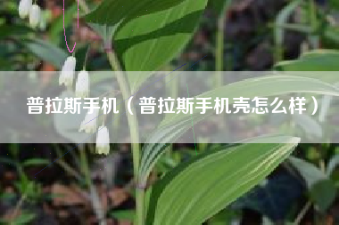 普拉斯手机（普拉斯手机壳怎么样）