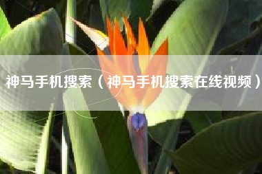 神马手机搜索（神马手机搜索在线视频）