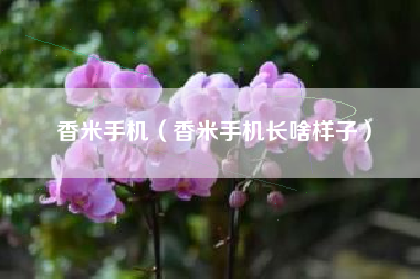 香米手机（香米手机长啥样子）