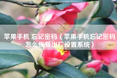 苹果手机 忘记密码（苹果手机忘记密码怎么恢复出厂设置系统）